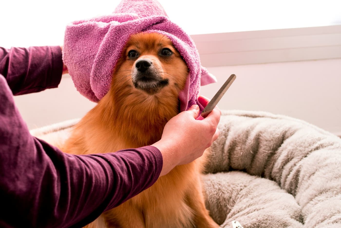 The Fluffy Pup Grooming Studio — Dog grooming · Bolton